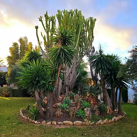 Blue Dream 100 Gran Alacant